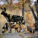 african-wild-dogs_441_600x450
