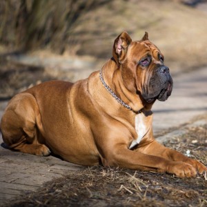 Cane-Corso 4