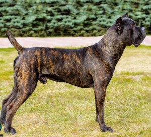 cane corso 5